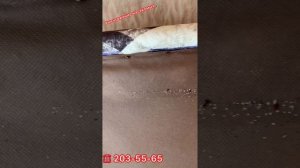 Уничтожение клопов в Красноярске