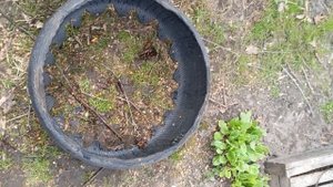 клумба для цветов за копейки часть 3