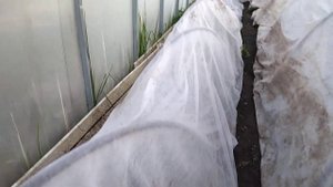 12.05.2023 огурцы под банками и спанбондом в жару - не сгорели