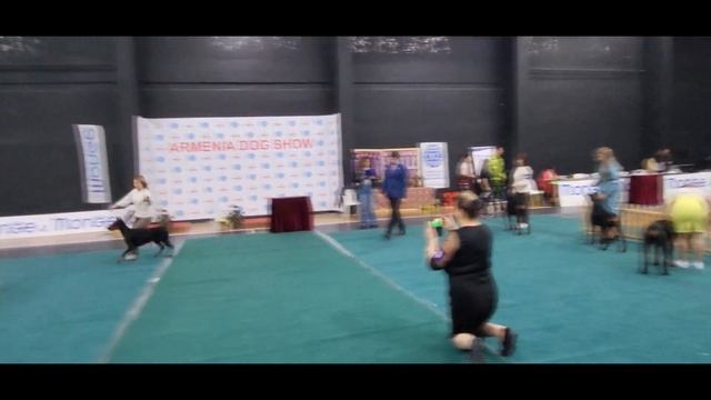 10.04.2024 Армения, CACIB смотреть онлайн