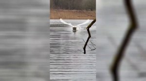 Лебедь ТОПАЕТ по воде и скользит...