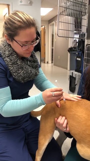 IM injection in dog смотреть онлайн