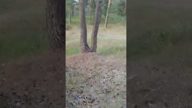 лесной энгри бëрдс, только вместо поросенка Роман., ждем ваших ответов в коментариях, подпишитесь.. смотреть онлайн