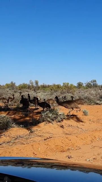 Emu #Australia