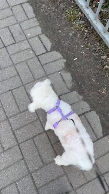 Собака отказывается гулять зимой.