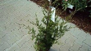 Juniperus virginiana Canaertii