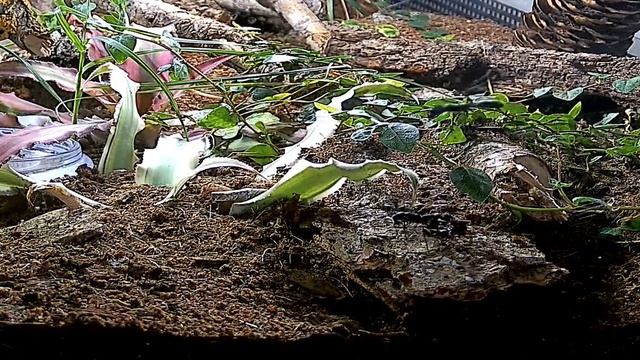 Neoponera apicalis | Ruhe in Frieden смотреть онлайн