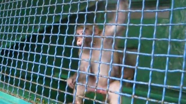 Crazy monkey. Обезяны смотреть онлайн