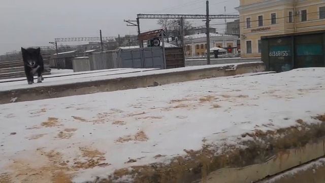 Кельт не хочет прыгать по плитам смотреть онлайн