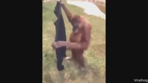 Самые смешные и милые видео с животными :)