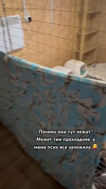 Дневная туса #приют #кошки #животные #домашниеживотные смотреть онлайн