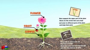 Parts of a Plant || Plant parts for Kids || Learn Parts of a Plant || Plant parts for Kindergarten