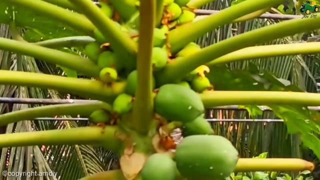 Bring papaya by truck  Dump Truck cartoon video  tractor science Project  01 AmDiY