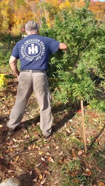 Pre-harvest assessment. смотреть онлайн