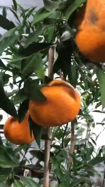 Мандарин Тардиво (Citrus deliciosa cv. Avana Tardivo di Ciaculli) #зимнийсад #теплица