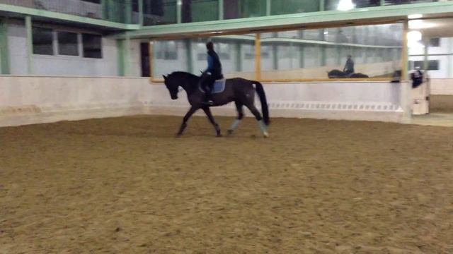 толстая лошадь 072