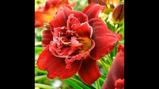 30.03.2024 Сад на Большом Фонтане. Лилейники моей мечты и уход за ними, ч.1 смотреть онлайн