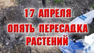 17 апреля. Опять пересадка растений