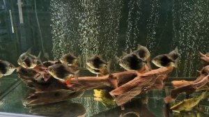 Милеус Ламакс 3