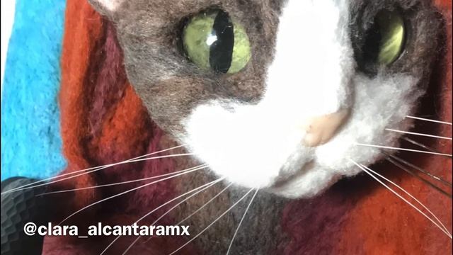 La gata afgana/ the Afghan cat