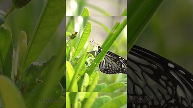 Follow me to see the most beautiful pictures.videos in the world beautiful sounds to help you relax смотреть онлайн