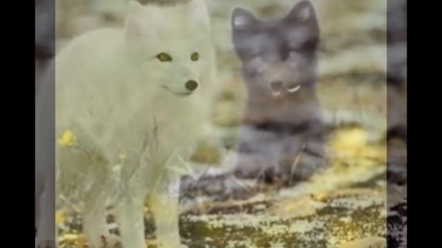 Песец смотреть онлайн