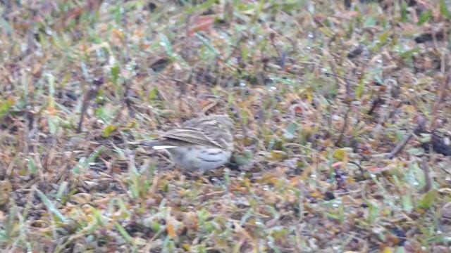 Meadow Pipit / Anthus pratensis / Pievinis kalviukas / Луговой конёк смотреть онлайн