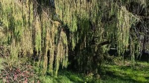 «По диким степям Забайкалья», также «Бродяга» — русская народная песня