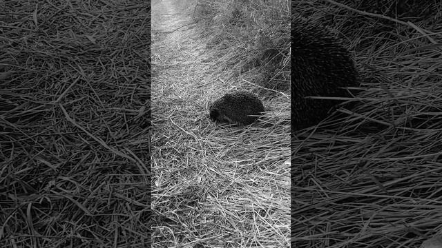 #животные #спасение #ёжик смотреть онлайн