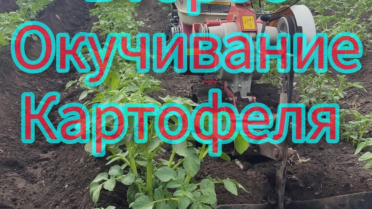 второе окучивание картофеля 01.07.24. #sorts #shortvideo