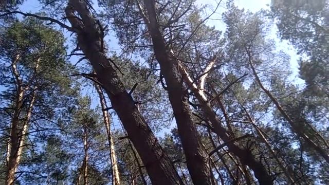 Приглашаем на рефлекторную практику в лесу. смотреть онлайн