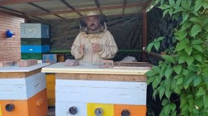 🍯 Как легко отобрать мёд у злых пчёл 🍯