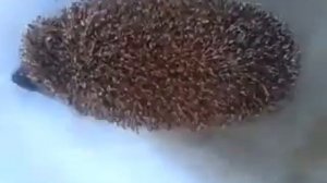 Как плавает ёжик.