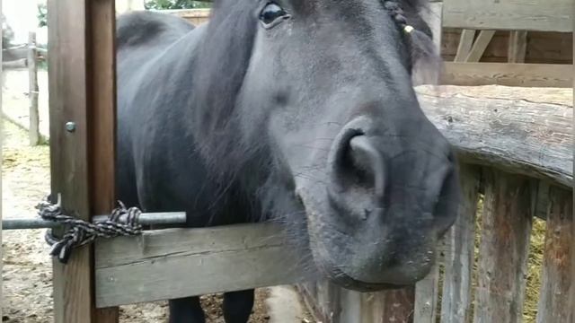 Pohni.Пони тоже кони. смотреть онлайн