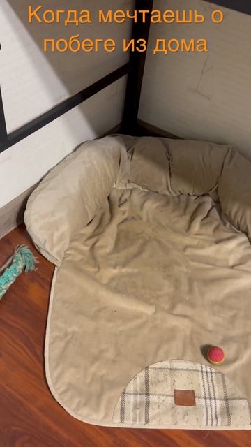 Домик собаки смотреть онлайн