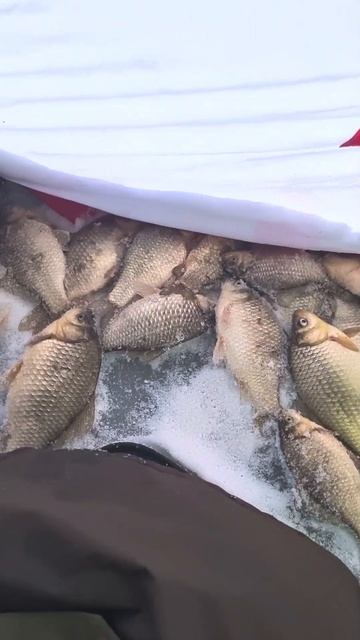 ловля карася