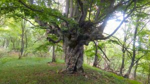 Сказочное дерево. Самое необычное дерево.