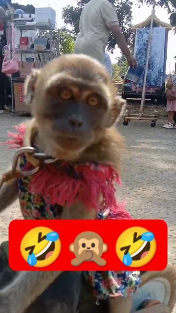 Monkey mask #shortvideo #shorts #mongkey #fyp смотреть онлайн