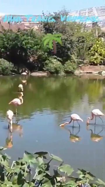 ТОП! Розовый фламинго во Вьетнаме #осень #животные #фламинго #жизнь #nhatrang #vinpearl #красота