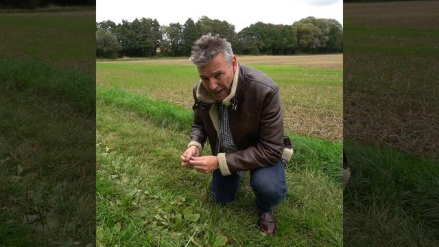 Wild Scoundrels Foraging - Greater Plantain