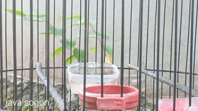 PANCINGAN SOGON AGAR BUNYI NGLEPER !! #sogon #sogongacor смотреть онлайн