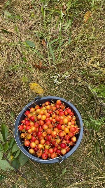 Желтая черешенка 🍒