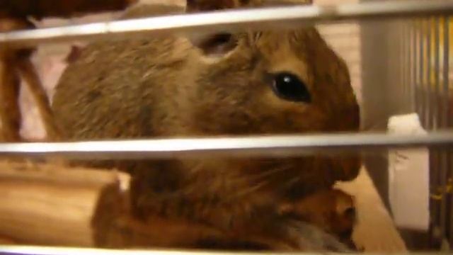 Топинамбуры!ММММ!.MOV смотреть онлайн