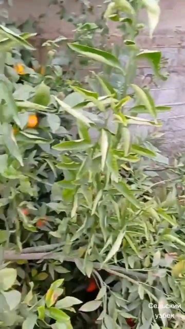 Лимонные мандарины смотреть онлайн