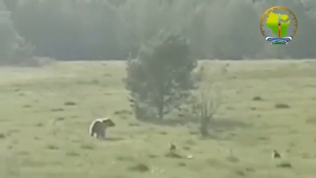 Прогулка семьи медведей в Башкирии смотреть онлайн