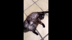 Belial, Behemoth, Beelzebub, Asmodeus, Satanas, Lucifer