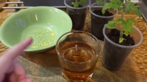 У вас взойдут любые семена и рассада будет очень урожайная!