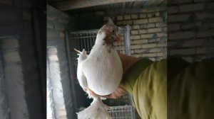 Бухарские голуби