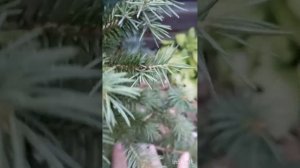 Паутинный клещ на хвойных😟😟😟