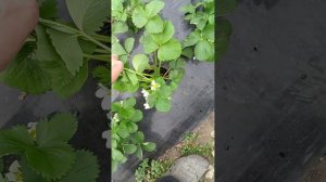 клубника на песчаной земле...